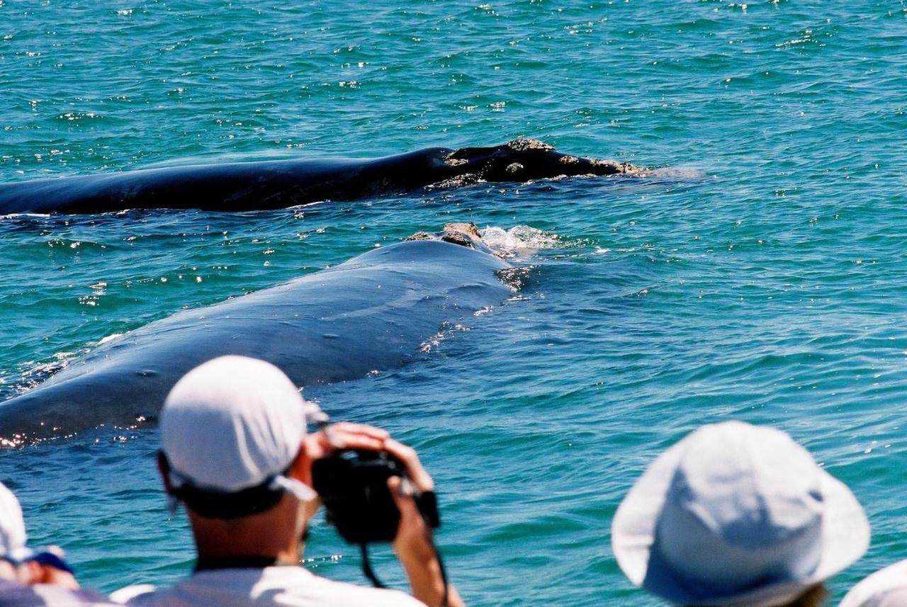 The Whale On Main B&B 허머너스 외부 사진